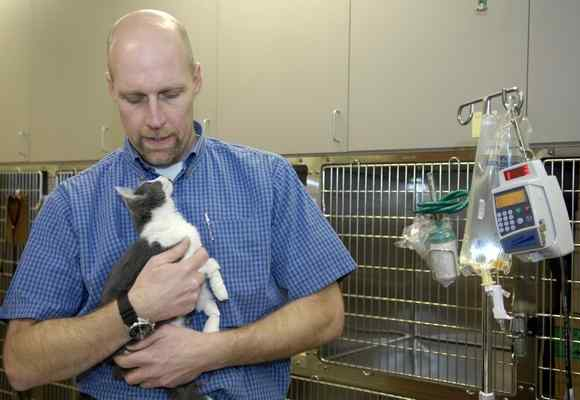 Dr. Joel Percival tends to a kitten in the recovery area of the newly located Big Creek Veterinary Hospital in Concord Township. (photo credit-Maribeth Joeright/MJoeright@News-Herald.com)